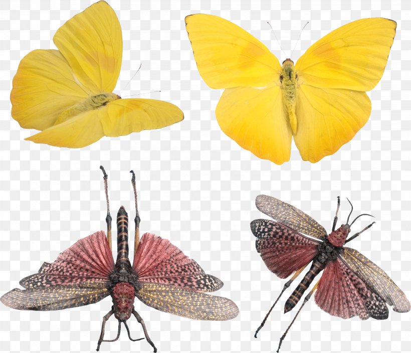 University Of Warmia And Mazury In Olsztyn Clouded Yellows University Of Warmia And Mazury Faculty Of Social Sciences Pedagogy Teoria Wychowania, PNG, 3268x2809px, Clouded Yellows, Arthropod, Brush Footed Butterfly, Butterfly, Colias Download Free