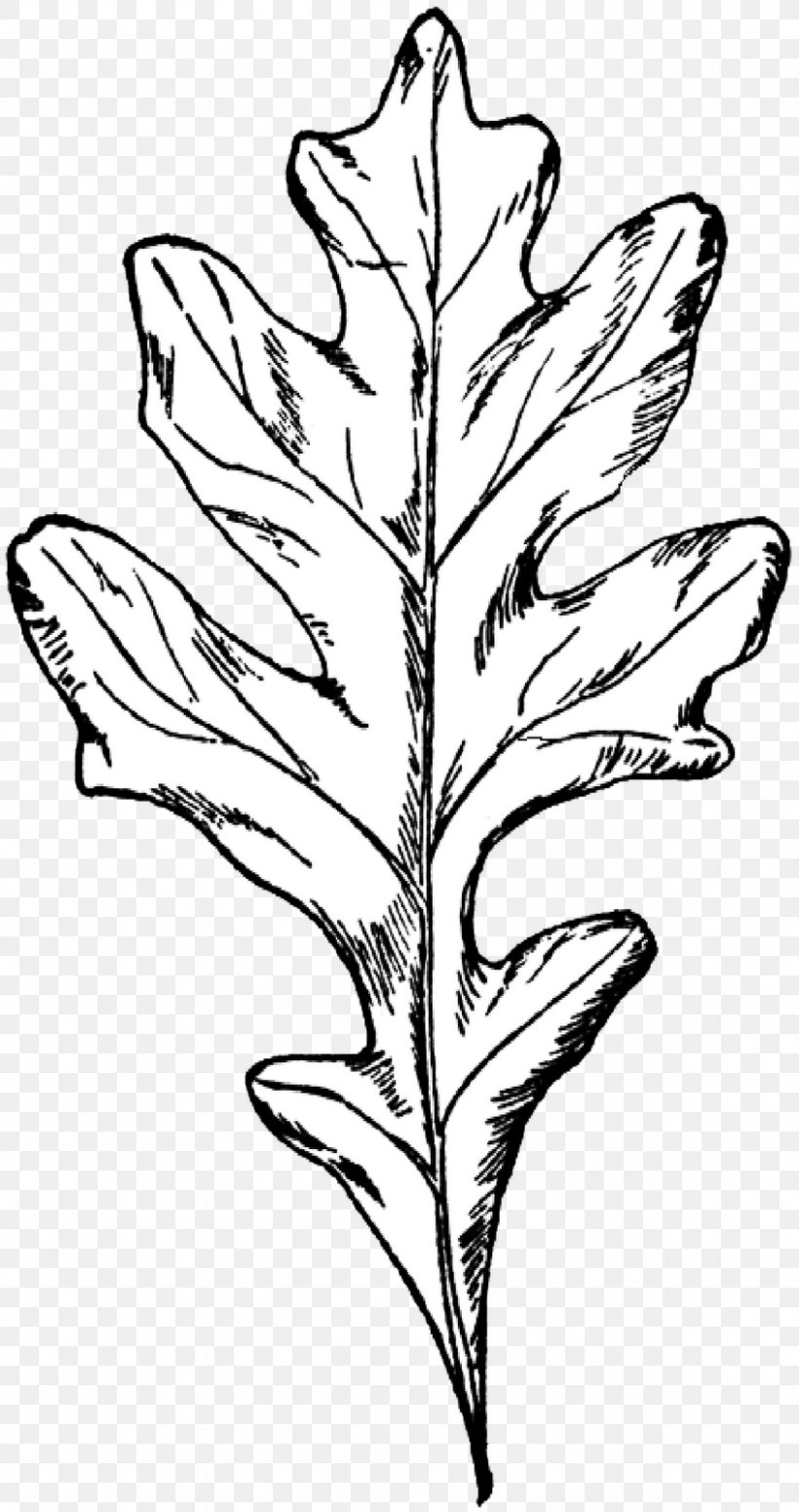 White Oak Drawing Autumn Leaf Color Tree, PNG, 846x1600px, White Oak, Acorn, Artwork, Autumn, Autumn Leaf Color Download Free