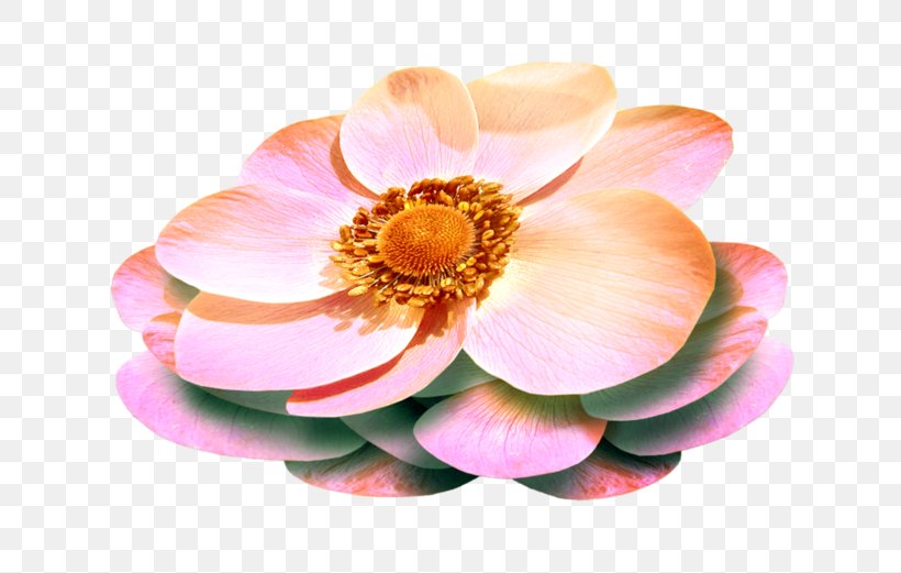 Flower Animation Clip Art, PNG, 699x521px, Flower, Animation, Dahlia, Email, Flowering Plant Download Free