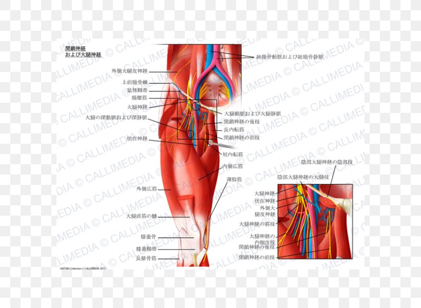 Obturator Nerve External Obturator Muscle Femoral Nerve Internal Obturator Muscle, PNG, 600x600px, Watercolor, Cartoon, Flower, Frame, Heart Download Free