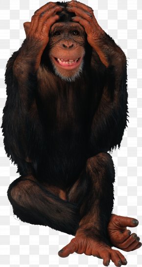 Gorilla - Birthday Monkey Giphy Gorilla PNG