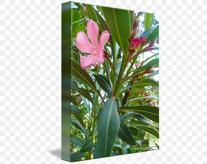 Petal Flowering Plant Leaf Shrub, PNG, 452x650px, Petal, Flora, Flower, Flowering Plant, Leaf Download Free