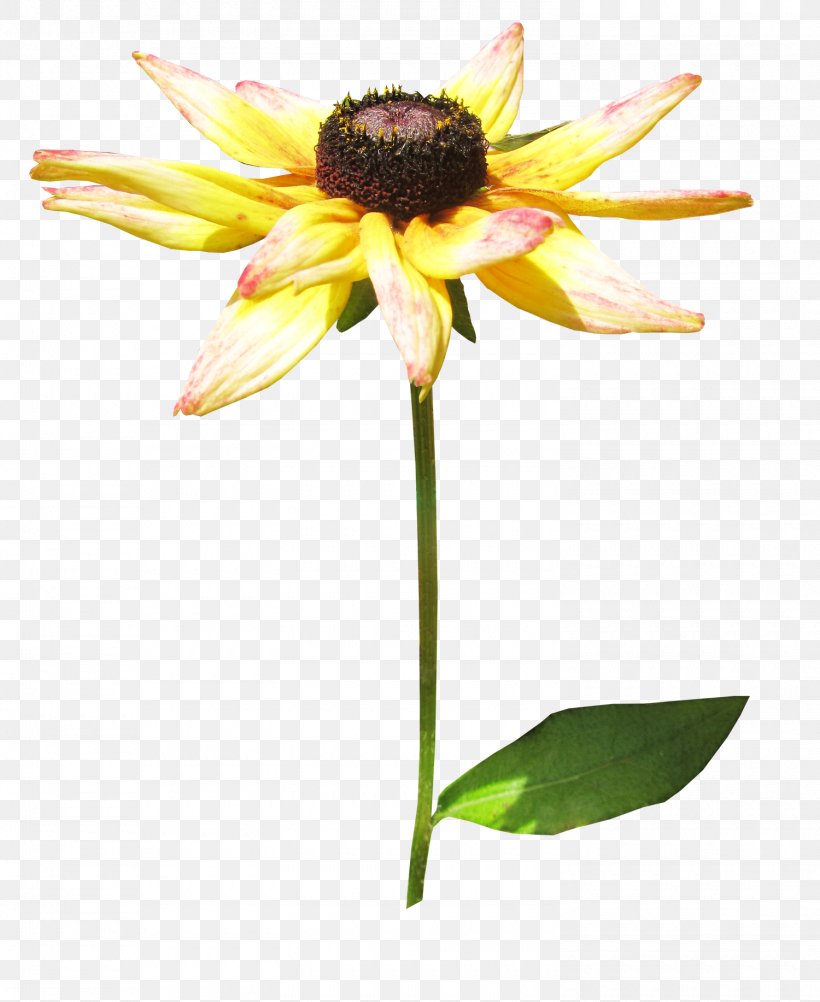 Common Sunflower RAR Clip Art, PNG, 1500x1833px, Common Sunflower, Archive File, Cut Flowers, Daisy Family, Flora Download Free