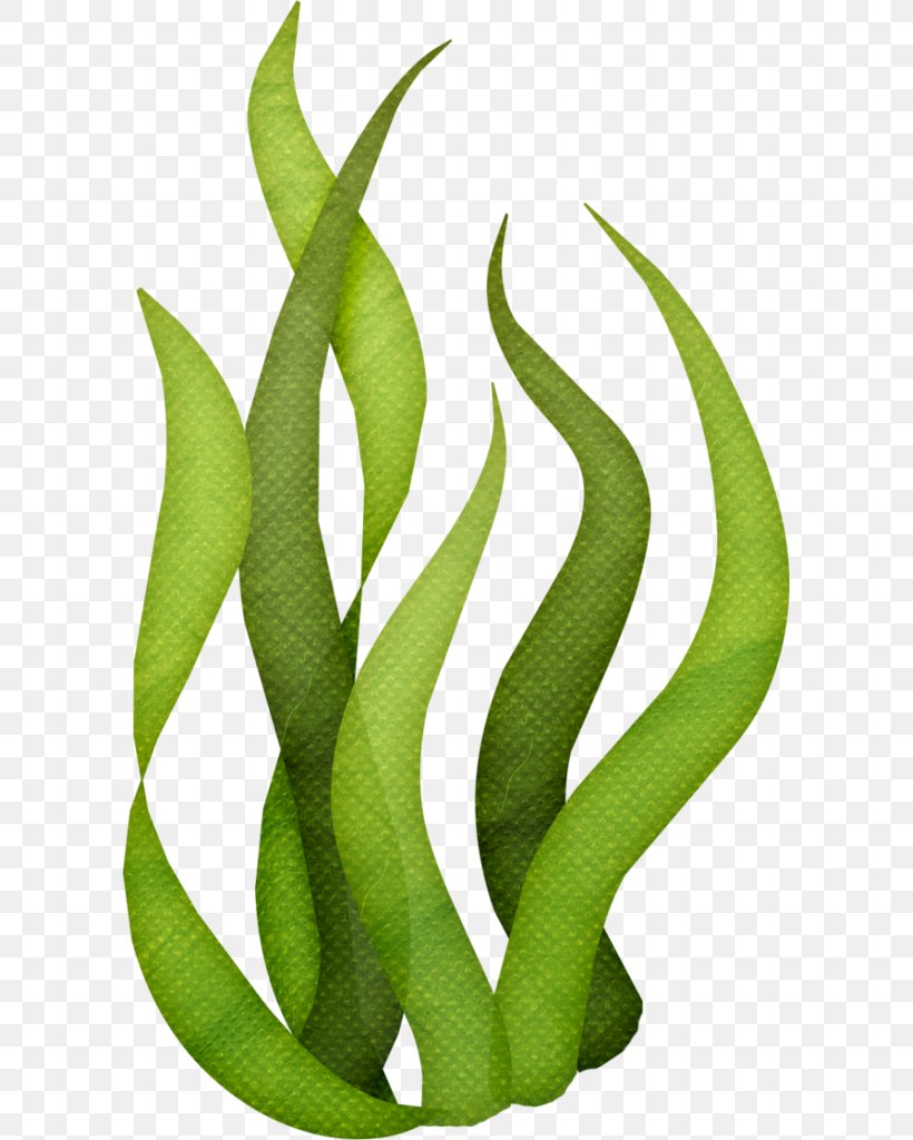 Edible Seaweed Drawing Clip Art, PNG, 599x1024px, Seaweed, Algae, Aquatic Plants, Cartoon, Drawing Download Free