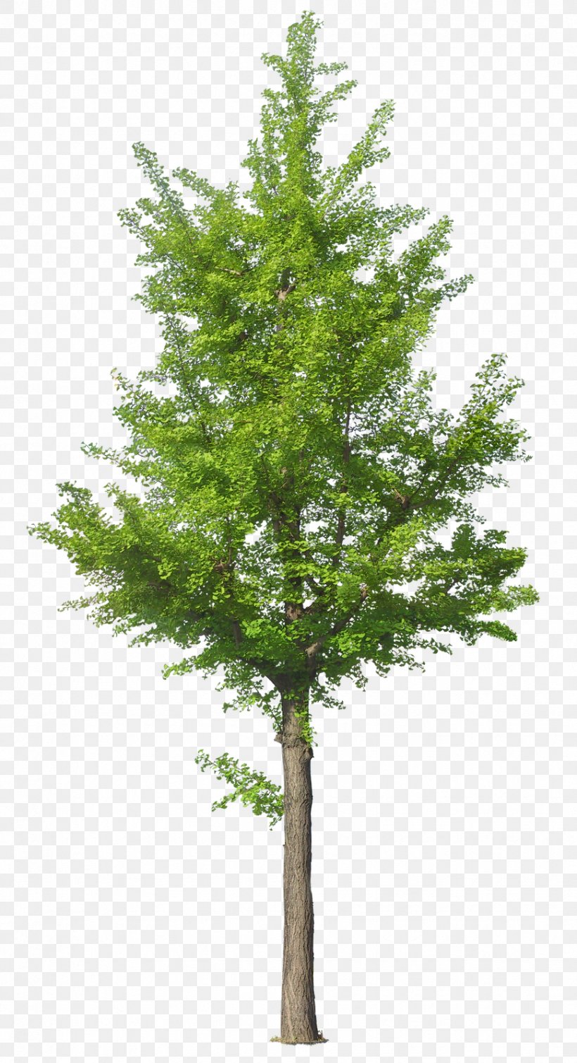 Tree Clip Art, PNG, 869x1600px, Tree, Branch, Clipping Path, Conifer, Evergreen Download Free