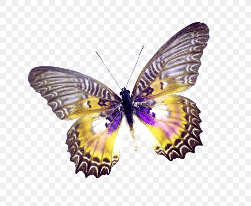 Butterfly Clip Art, PNG, 800x674px, Butterfly, Animal, Arthropod, Brush Footed Butterfly, Butterflies And Moths Download Free