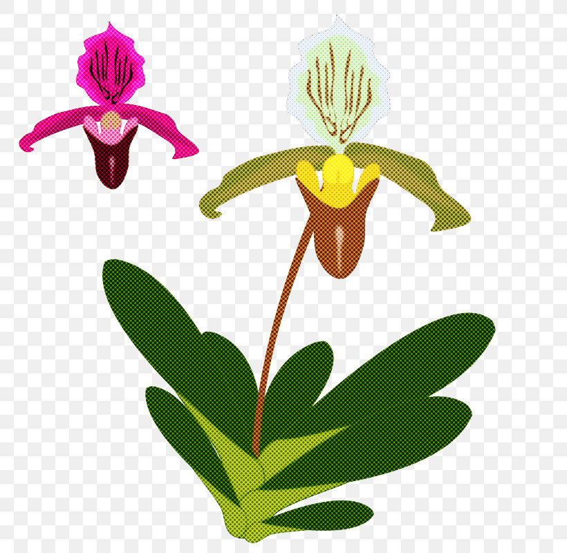 Flower Plant Orchid Cypripedium Pedicel, PNG, 800x800px, Flower, Cattleya, Cypripedium, Fly Orchid, Laelia Download Free