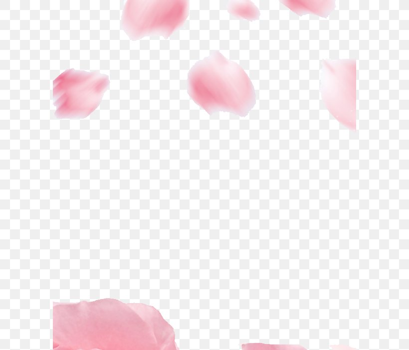 Garden Roses Petal Flower Image, PNG, 608x702px, Garden Roses, Adobe After Effects, Animation, Close Up, Flower Download Free