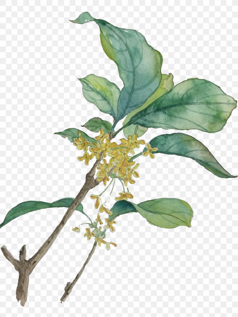 Kim, PNG, 1200x1600px, Watercolor Painting, Branch, Colored Pencil, Flora, Google Images Download Free