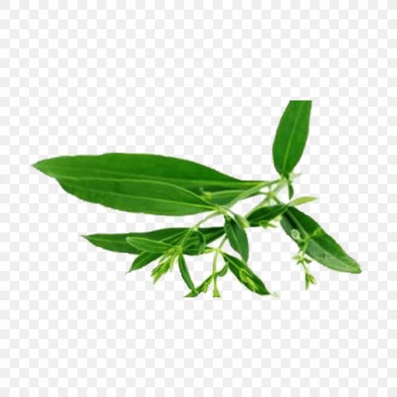Stock Photography Swertia Japonica Medicinal Plants Swertia Bimaculata Image, PNG, 1024x1024px, Stock Photography, Ayurveda, Extract, Green Chiretta, Health Download Free