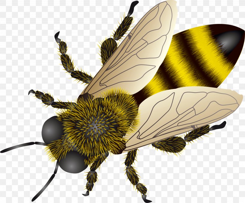 Western Honey Bee Insect Clip Art, PNG, 3488x2896px, Western Honey Bee, Africanized Bee, Arthropod, Bee, Bee Sting Download Free