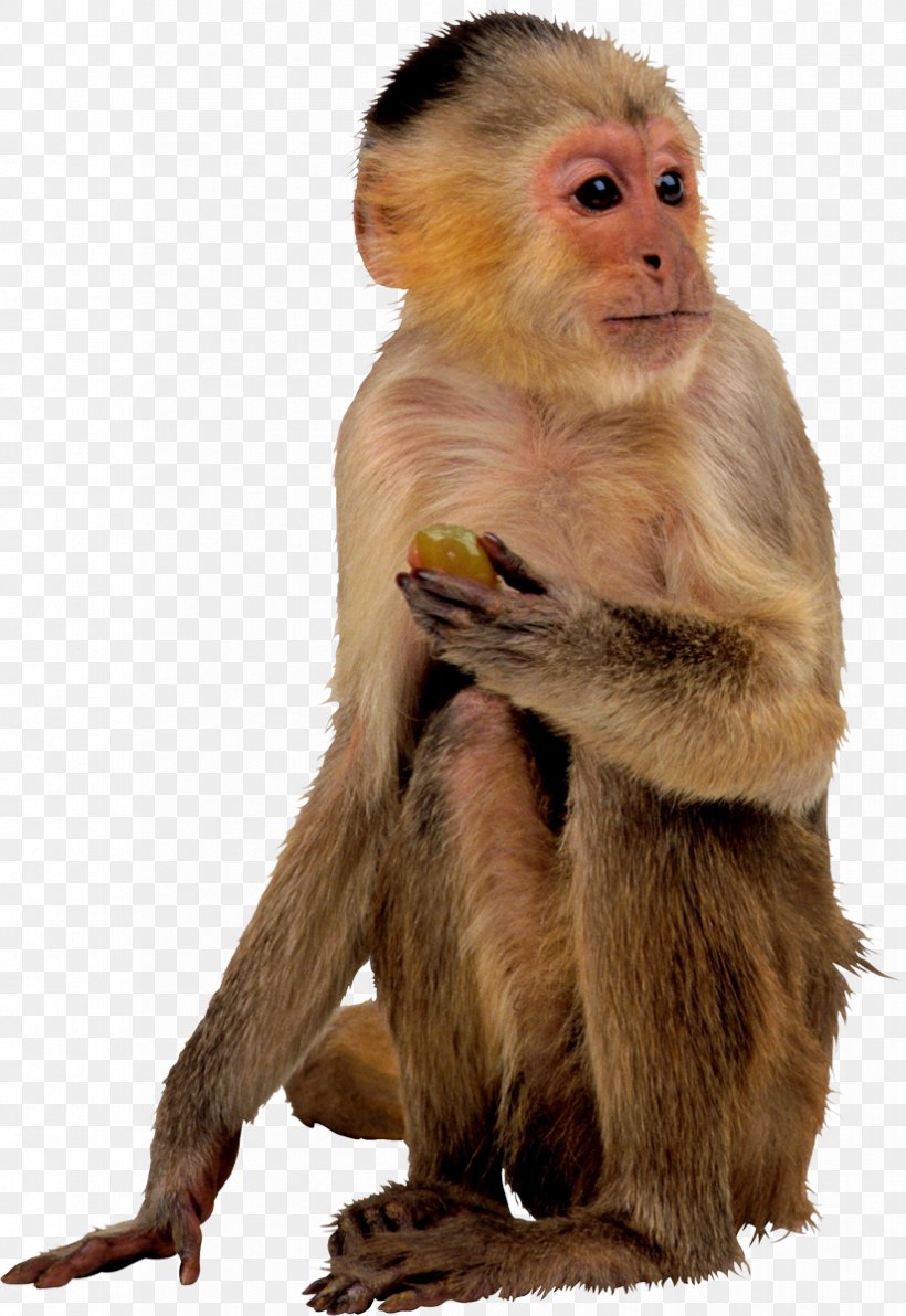 Ape Monkey, PNG, 825x1200px, Ape, Animal Sauvage, Concepteur, Fauna, Fur Download Free