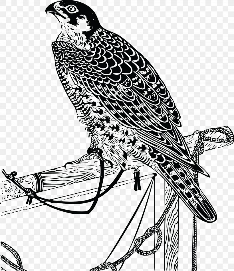 Bird Falcon Drawing Clip Art, PNG, 4000x4616px, Bird, Art, Beak, Bird Of Prey, Black And White Download Free