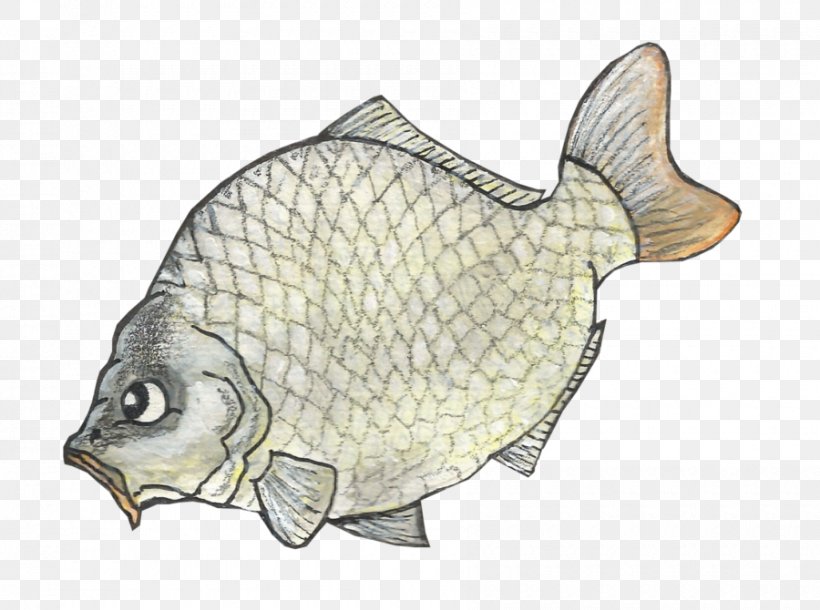 Flounder Tilapia Carp Fauna, PNG, 900x670px, Flounder, Carp, Fauna, Fish, Flatfish Download Free