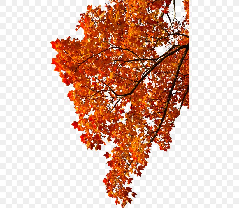 Autumn Leaf Color Maple Leaf, PNG, 480x715px, Autumn, Abscission, Autumn Leaf Color, Branch, Deciduous Download Free