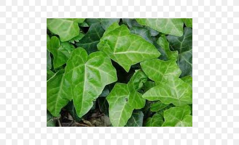 Common Ivy Hedera Hibernica Vine Plant Groundcover, PNG, 500x500px, Common Ivy, Evergreen, Groundcover, Groundivy, Hedera Hibernica Download Free