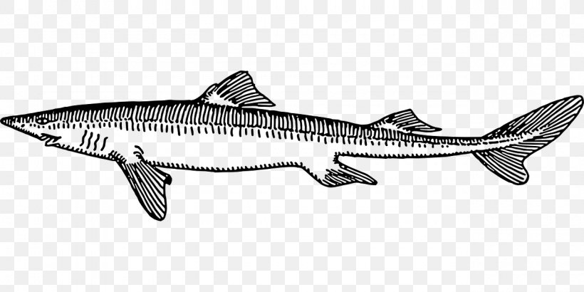 Fish Drawing Salmon Tiger Shark, PNG, 1280x640px, Fish, Black And White, Drawing, Fauna, Fin Download Free