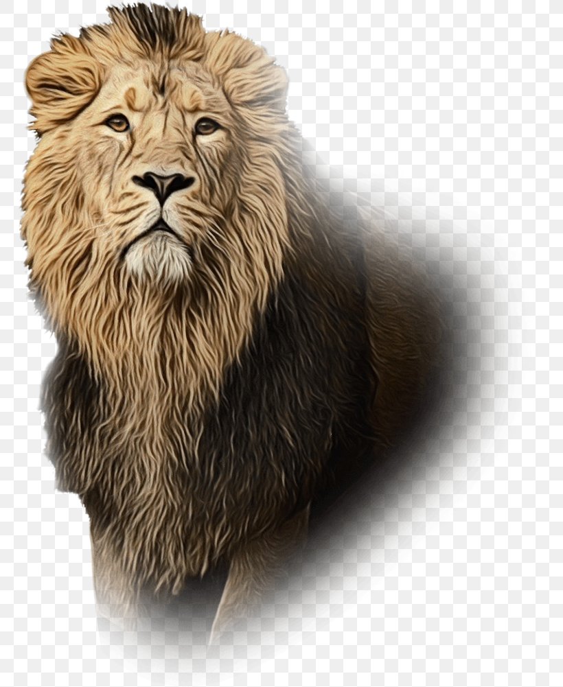 Lion Whiskers Cat Terrestrial Animal Snout, PNG, 768x1001px, Lion, Animal, Animal Figure, Big Cat, Big Cats Download Free