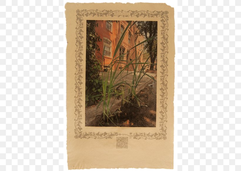 Picture Frames, PNG, 750x580px, Picture Frames, Flora, Picture Frame Download Free
