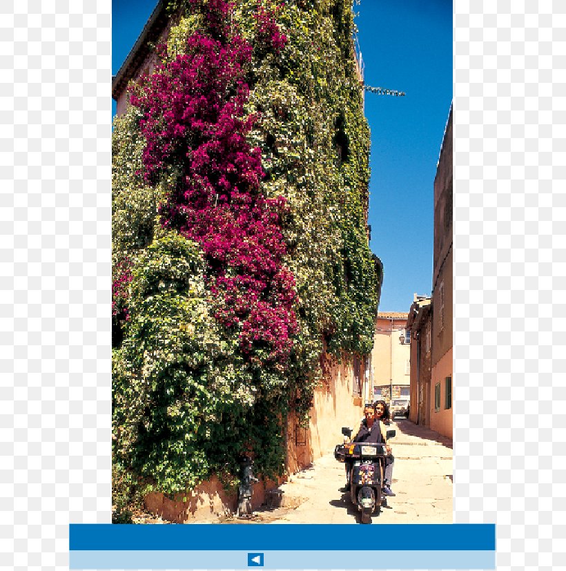 Tree Shrub Tourism Flower Sky Plc, PNG, 620x827px, Tree, Facade, Flora, Flower, Plant Download Free