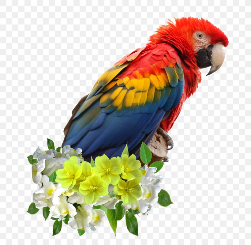 Bird Macaw Parakeet Cockatoo, PNG, 746x800px, Bird, Beak, Caique, Cockatoo, Common Pet Parakeet Download Free