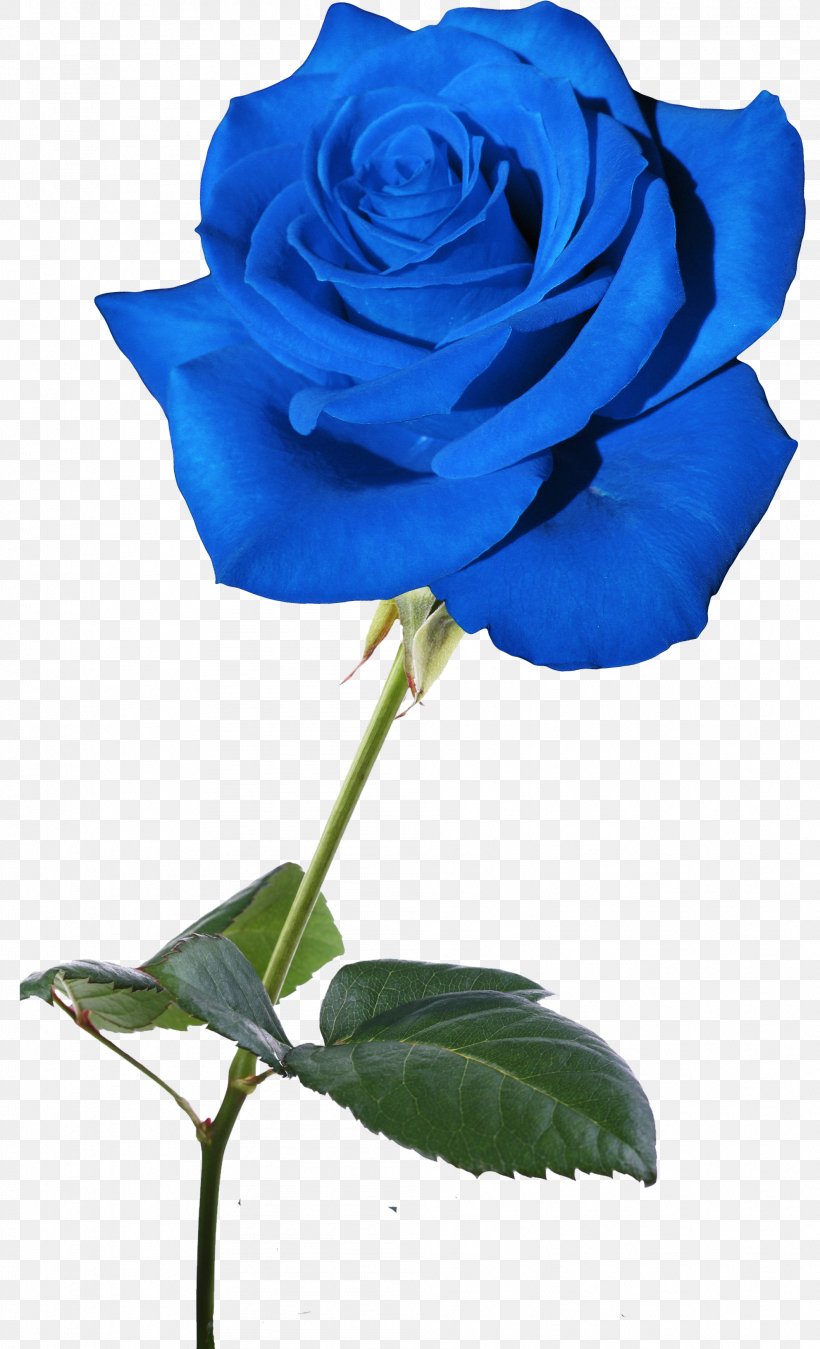 Blue Rose Flower Garden Roses Rosaceae, PNG, 1984x3266px, Blue Rose, Blue, Centifolia Roses, Cobalt Blue, Color Download Free