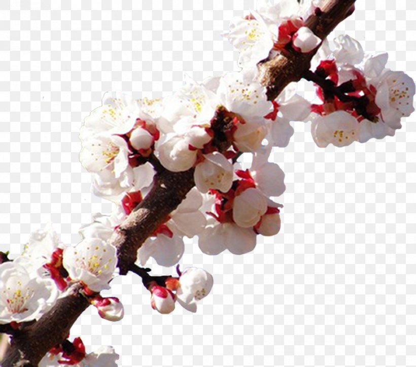 Desktop Wallpaper Flower Blossom Desktop Environment Wallpaper, PNG, 939x828px, Flower, Berry, Blossom, Branch, Cherry Download Free