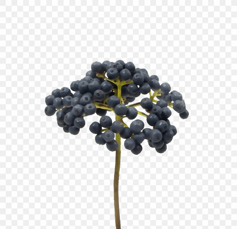 Plant Berry Fruit Grapevine Family Grape, PNG, 1404x1356px, Watercolor, Berry, Elderberry, Flower, Food Download Free