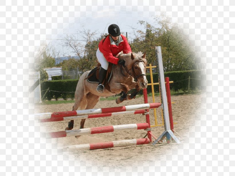 Show Jumping Horse Hunt Seat Equitation Eventing, PNG, 666x614px, Show Jumping, Animal Sports, Bridle, Camping, Competition Download Free