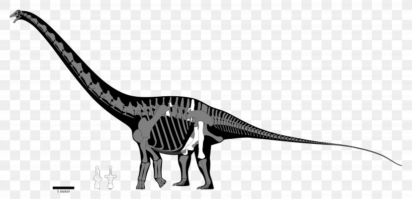 Velociraptor Carcharodontosaurus Spinosaurus Sauroniops Amphicoelias Altus, PNG, 6190x3000px, Velociraptor, Amphicoelias, Amphicoelias Altus, Animal, Animal Figure Download Free