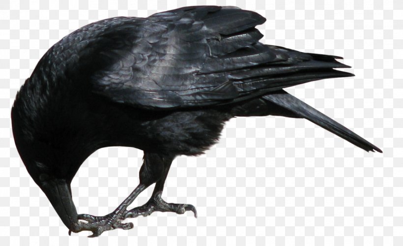 Common Raven Clip Art, PNG, 1144x698px, American Crow, Beak, Bird, Common Raven, Crow Download Free