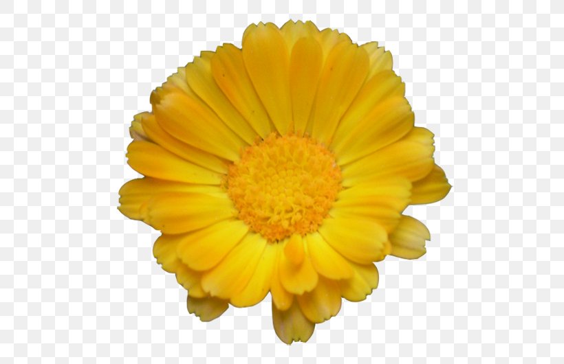 Flower Bouquet Artificial Flower Image Clip Art, PNG, 554x530px, Flower, Annual Plant, Artificial Flower, Barberton Daisy, Calendula Download Free