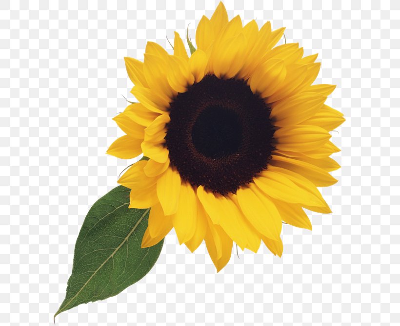 Grist Common Sunflower Kiev Zhivana Clip Art, PNG, 600x667px, Grist, Allbiz, Common Sunflower, Company, Daisy Family Download Free