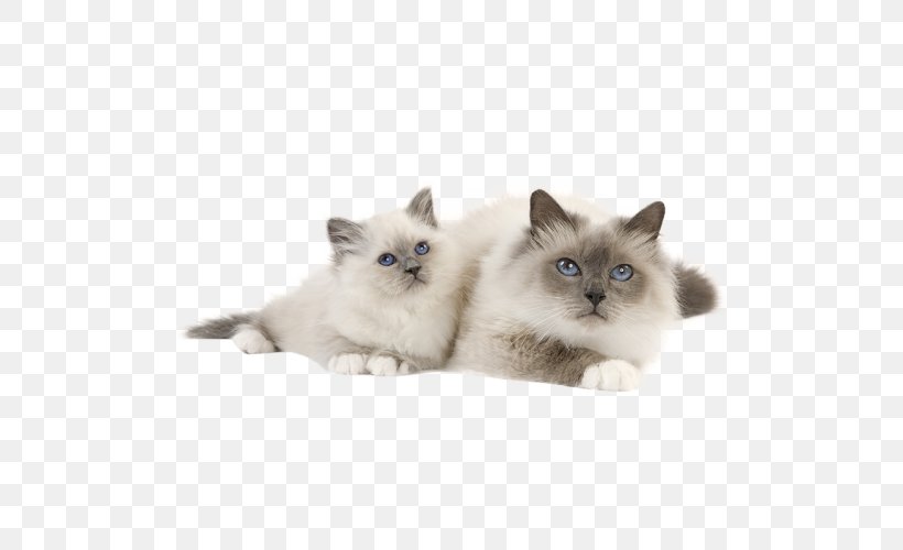 Kitten Birman Ragdoll Ragamuffin Cat Balinese Cat, PNG, 500x500px, Kitten, Balinese, Balinese Cat, Birman, British Empire Download Free