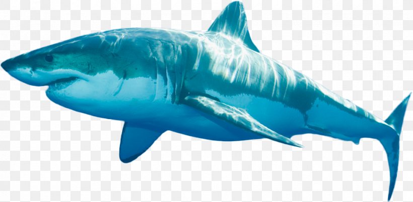 Tiger Shark Great White Shark Shark Fin Soup Shark Finning, PNG, 968x475px, Tiger Shark, Aqua, Blue Shark, Carcharhiniformes, Carcharodon Download Free