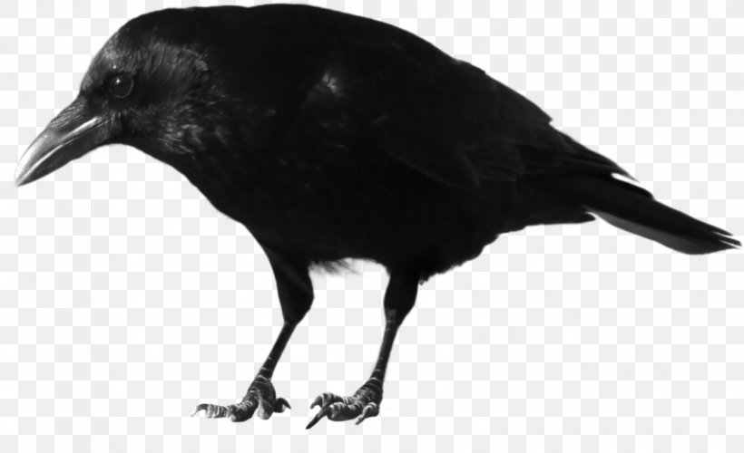 Crow Rook Clip Art, PNG, 850x519px, Crow, American Crow, Beak, Bird, Black And White Download Free