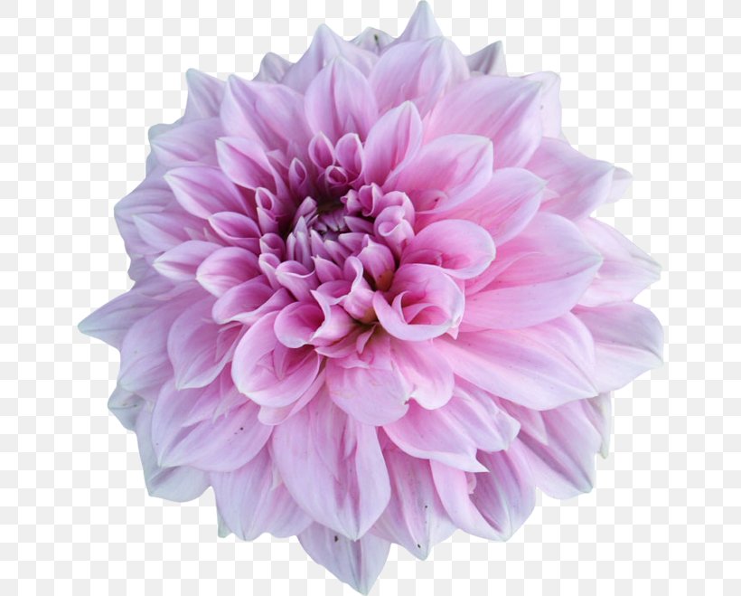 Dahlia Pink Flowers Tulip Stock Photography, PNG, 650x659px, Dahlia, Chrysanthemum, Chrysanths, Cut Flowers, Daisy Family Download Free