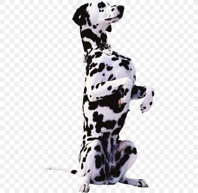 Dalmatian Dog Bernese Mountain Dog Beagle Basset Hound Rottweiler, PNG, 460x800px, Dalmatian Dog, Basset Hound, Beagle, Bernese Mountain Dog, Black And White Download Free