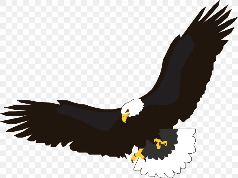 Eagle Clip Art, PNG, 2906x2182px, Bald Eagle, Accipitriformes, Beak, Bird, Bird Of Prey Download Free