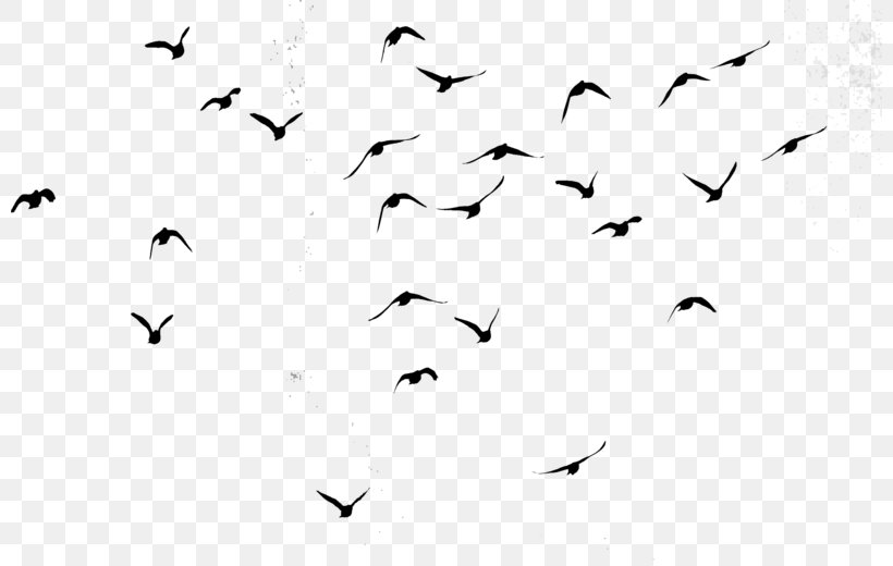 Flock Bird Data Flight Image, PNG, 800x520px, Flock, Animal Migration, Bird, Bird Migration, Blackandwhite Download Free