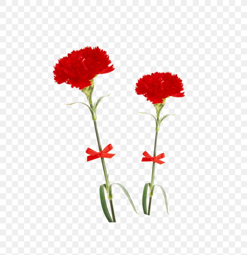 Flower Carnation Floral Design Psd, PNG, 550x845px, Flower, Annual Plant, Carnation, Cut Flowers, Dianthus Download Free
