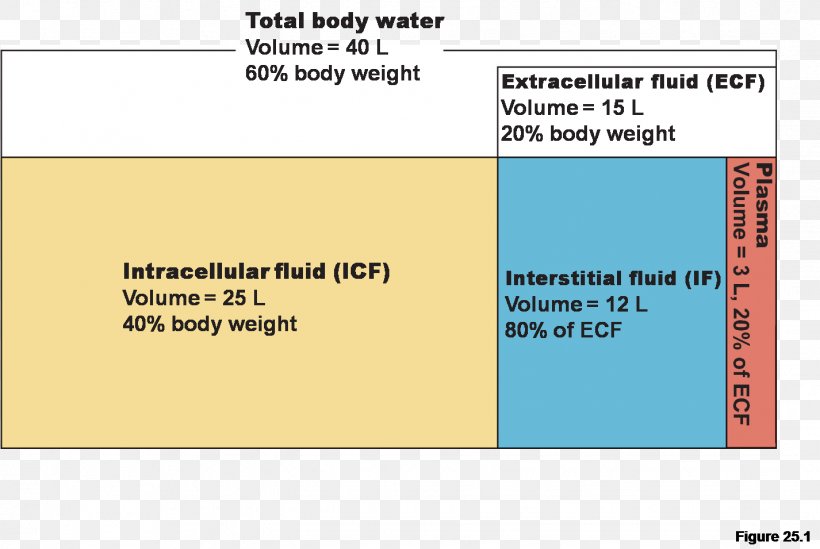 Fluid Compartments Extracellular Fluid Body Water Body Fluid Human Body, PNG, 1426x955px, Extracellular Fluid, Anioi, Area, Body Fluid, Body Water Download Free