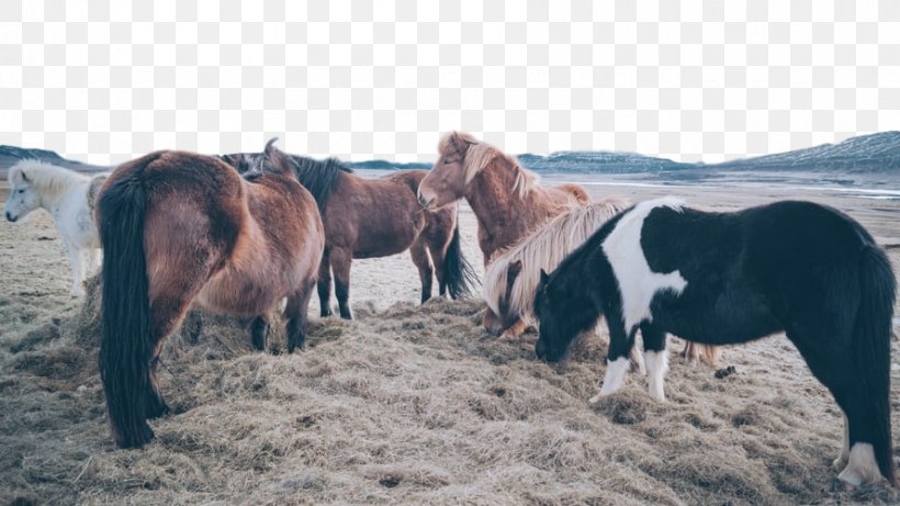 Horse Pony Shetland Pony Herd Mustang Horse, PNG, 889x500px, Horse, Herd, Mane, Mare, Mustang Horse Download Free