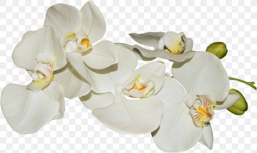 Moth Orchids Flower Desktop Wallpaper, PNG, 1600x958px, Orchids, Art, Blossom, Cut Flowers, Drawing Download Free