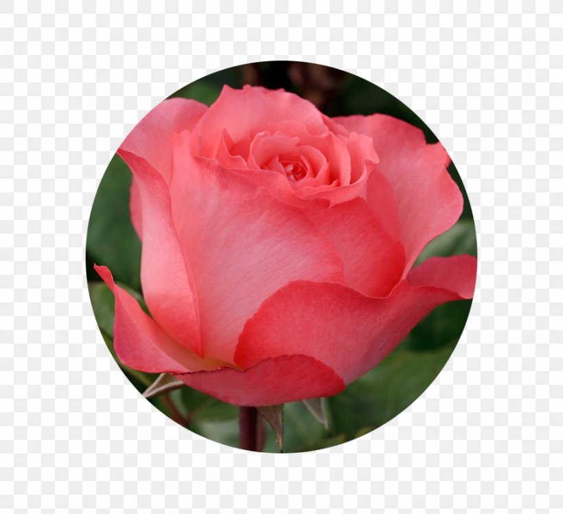 Rose Garden Flower Shrub Pink, PNG, 901x822px, Rose, Birth Flower, Blossom, Camellia, Color Download Free