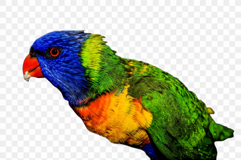 Colorful Background, PNG, 2448x1632px, Parrot, Animal, Australian King Parrot, Beak, Bird Download Free