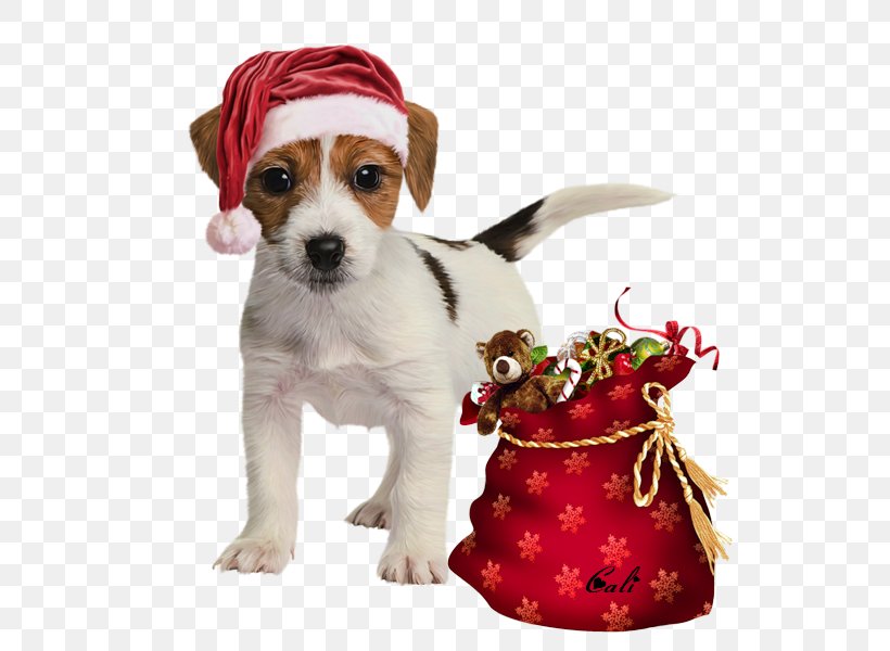 Dog Breed Puppy Volpino Russkiy Toy Companion Dog, PNG, 600x600px, Dog Breed, Animal, Breed, Christmas Ornament, Companion Dog Download Free