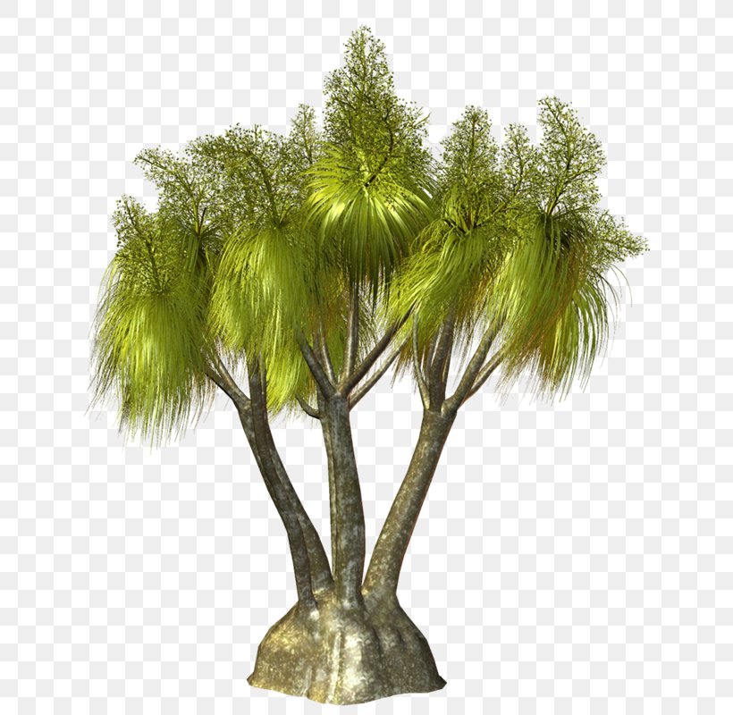 Palm Trees Image Clip Art, PNG, 654x800px, Palm Trees, Areca Palm, Arecales, Branch, Date Palms Download Free