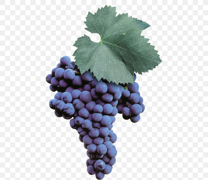 Sultana Malvasia Wine Uva Di Troia Grape, PNG, 595x709px, Sultana, Bilberry, Brindisi, Common Grape Vine, Flowering Plant Download Free