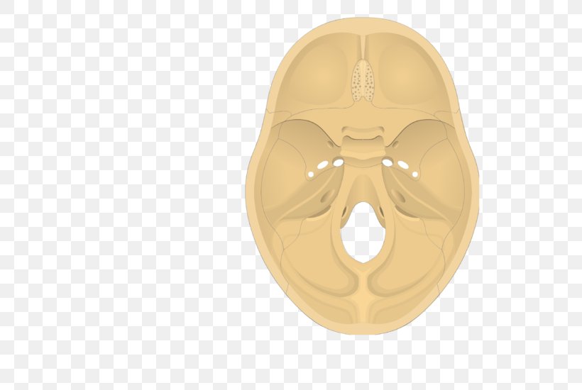 Base Of Skull Temporal Bone Occipital Bone, PNG, 548x550px, Skull, Anatomy, Base Of Skull, Bone, Cerebral Cortex Download Free